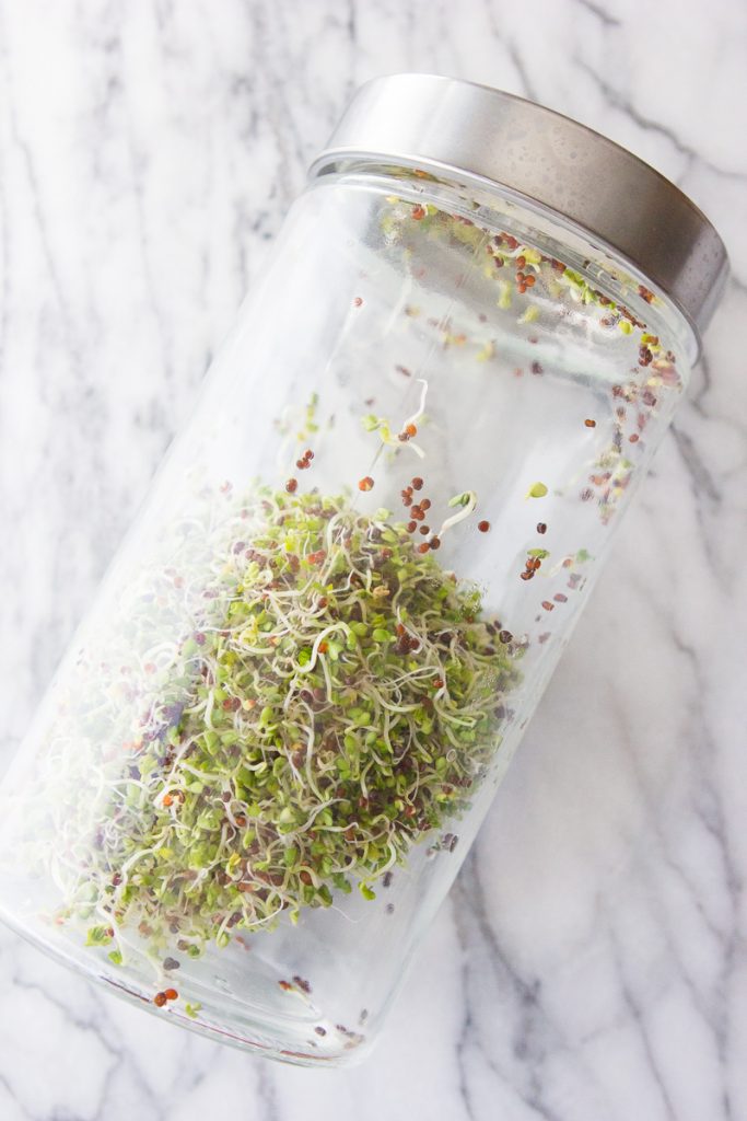 A Beginner's Guide to Growing Your Own Sprouts