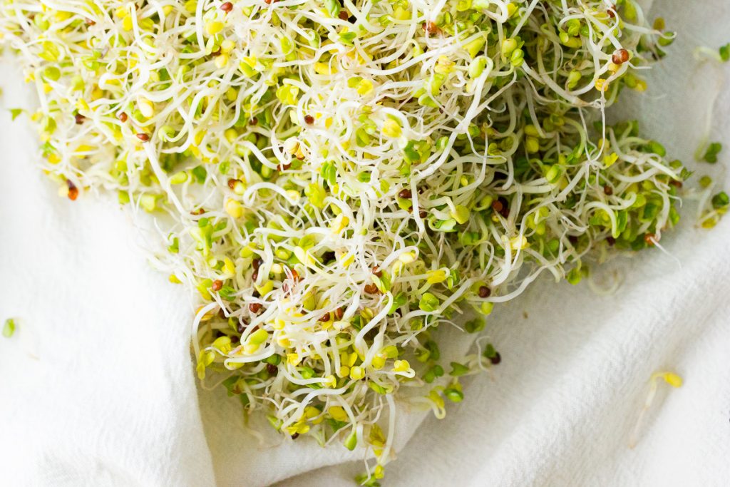 A Beginner's Guide to Growing Your Own Sprouts