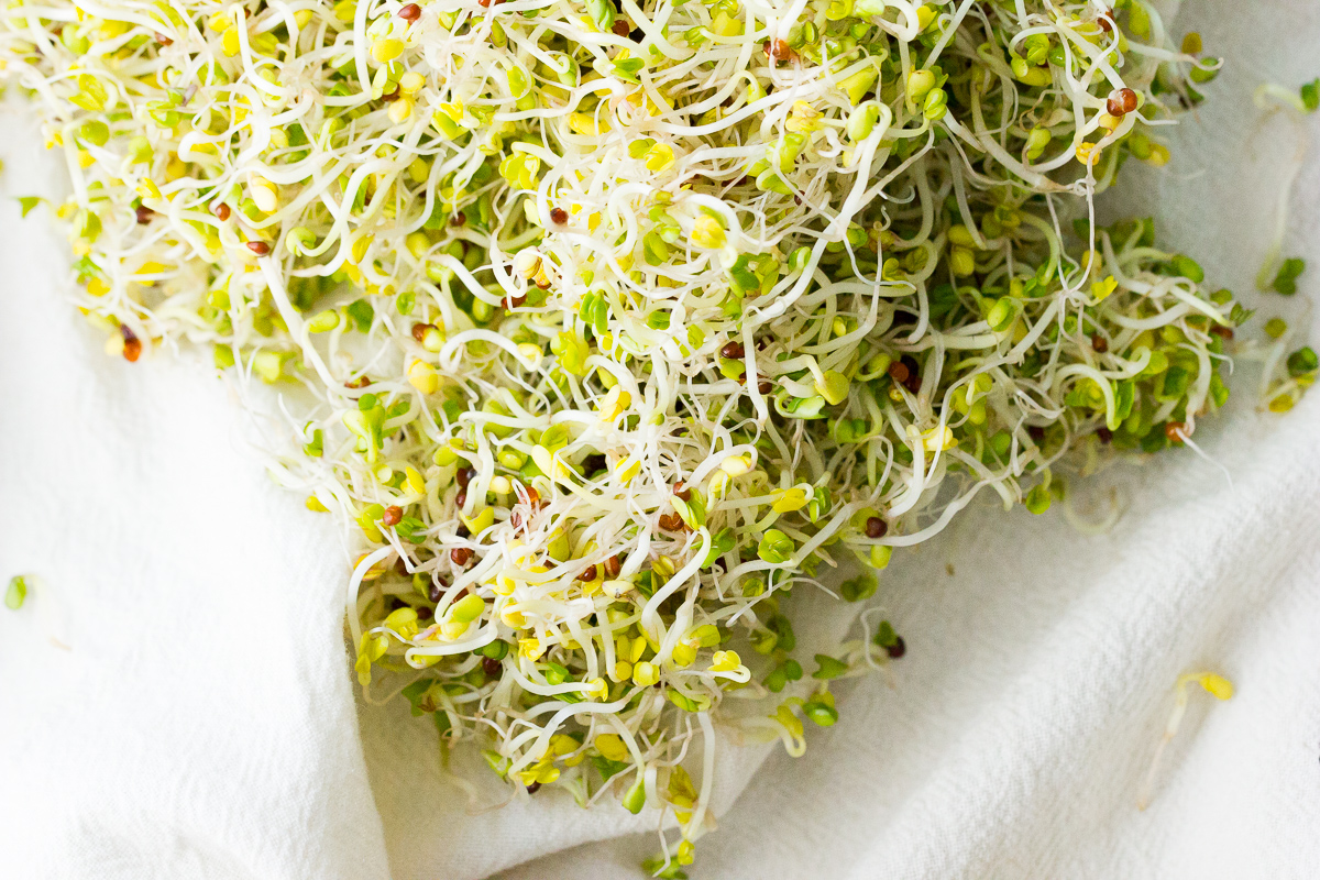 A Beginner's Guide to Growing Your Own Sprouts | Hello Veggie